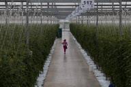 U.S. - Mexico tomato trade war