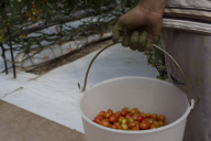 U.S. - Mexico tomato trade war