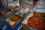 U.S. - Mexico tomato trade war