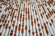 U.S. - Mexico tomato trade war