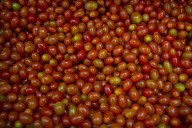 U.S. - Mexico tomato trade war
