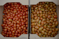 U.S. - Mexico tomato trade war