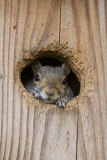 Squirrel siblings squeeze into nest box, Spokane, Washington, America - 02 Jun 2012