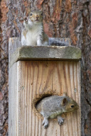 Squirrel siblings squeeze into nest box, Spokane, Washington, America - 02 Jun 2012