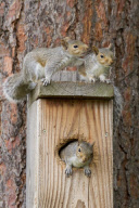 Squirrel siblings squeeze into nest box, Spokane, Washington, America - 02 Jun 2012