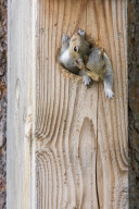 Squirrel siblings squeeze into nest box, Spokane, Washington, America - 02 Jun 2012