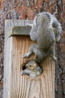 Squirrel siblings squeeze into nest box, Spokane, Washington, America - 02 Jun 2012