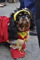 Dogs dress up for halloween parade