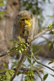 Callithrix / Green Monkeys covered in yellow pollen after feeding on tree flowers, Niokolo-Koba National Park, Senegal, Africa - 2012