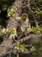 Callithrix / Green Monkeys covered in yellow pollen after feeding on tree flowers, Niokolo-Koba National Park, Senegal, Africa - 2012