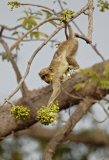 Callithrix / Green Monkeys covered in yellow pollen after feeding on tree flowers, Niokolo-Koba National Park, Senegal, Africa - 2012