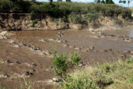 Fressen und gefressen werden: Ein Krokodil schlägt an einer Wasserstelle im kenianischen Masai Mara National Park zu