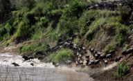 Fressen und gefressen werden: Ein Krokodil schlägt an einer Wasserstelle im kenianischen Masai Mara National Park zu