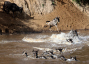 Fressen und gefressen werden: Ein Krokodil schlägt an einer Wasserstelle im kenianischen Masai Mara National Park zu