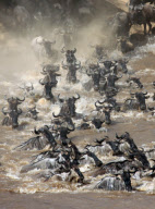 Fressen und gefressen werden: Ein Krokodil schlägt an einer Wasserstelle im kenianischen Masai Mara National Park zu