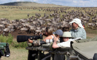 Fressen und gefressen werden: Ein Krokodil schlägt an einer Wasserstelle im kenianischen Masai Mara National Park zu