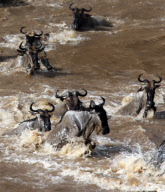 Fressen und gefressen werden: Ein Krokodil schlägt an einer Wasserstelle im kenianischen Masai Mara National Park zu