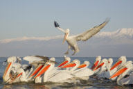 Dalmatian pelicans fighting over fish discarded by fishermen on Lake Kerkini, Macedonia, Greece - 2012