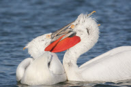 Dalmatian pelicans fighting over fish discarded by fishermen on Lake Kerkini, Macedonia, Greece - 2012