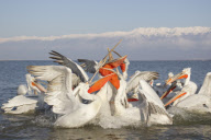 Dalmatian pelicans fighting over fish discarded by fishermen on Lake Kerkini, Macedonia, Greece - 2012