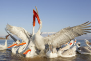 Dalmatian pelicans fighting over fish discarded by fishermen on Lake Kerkini, Macedonia, Greece - 2012