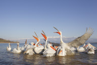 Dalmatian pelicans fighting over fish discarded by fishermen on Lake Kerkini, Macedonia, Greece - 2012