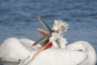 Dalmatian pelicans fighting over fish discarded by fishermen on Lake Kerkini, Macedonia, Greece - 2012