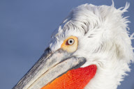 Dalmatian pelicans fighting over fish discarded by fishermen on Lake Kerkini, Macedonia, Greece - 2012