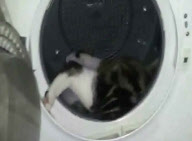 Katze Princess im Wäschetrockner gequält