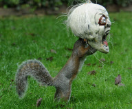 Squirrel examines scary Halloween mask, Fareham, Hampshire, Britain - 24 Oct 2012