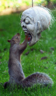 Squirrel examines scary Halloween mask, Fareham, Hampshire, Britain - 24 Oct 2012