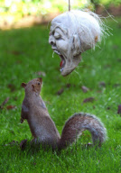 Squirrel examines scary Halloween mask, Fareham, Hampshire, Britain - 24 Oct 2012