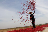Einheimische ernten Chilischoten in Handan