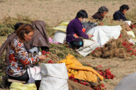 Einheimische ernten Chilischoten in Handan