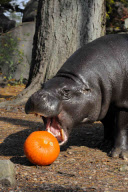 Halloween pumpkins treats for animals at Brookfield Zoo, Chicago, America - 24 Oct 2012