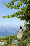 LES VIGNOBLES DU LEMAN