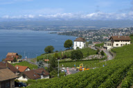 LES VIGNOBLES DU LEMAN