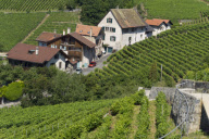 LES VIGNOBLES DU LEMAN
