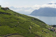LES VIGNOBLES DU LEMAN