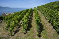LES VIGNOBLES DU LEMAN