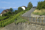 LES VIGNOBLES DU LEMAN
