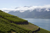 LES VIGNOBLES DU LEMAN