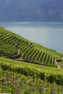 LES VIGNOBLES DU LEMAN