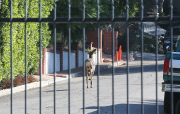 Exclusive... A Young Buck Trespasses On Brangelina's Property 