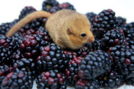 Siebenschläfer im Secret World Wildlife Rescue in East Huntspill