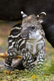 Brazilian Tapir 'Humbug' at Twycross Zoo, Warwickshire, Britain - 01 Nov 2012