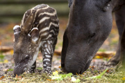 Brazilian Tapir 'Humbug' at Twycross Zoo, Warwickshire, Britain - 01 Nov 2012