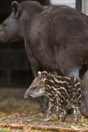 Brazilian Tapir 'Humbug' at Twycross Zoo, Warwickshire, Britain - 01 Nov 2012