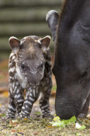 Brazilian Tapir 'Humbug' at Twycross Zoo, Warwickshire, Britain - 01 Nov 2012