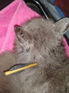 Gizmo wurde vom Bolzen einer Armbrust getroffen